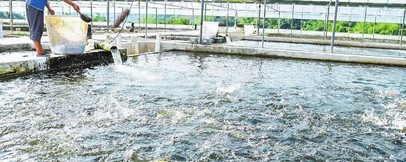 如何科學搭配魚苗飼料添加劑？：如何科學搭配魚苗飼料添加劑 其他寵物 第2張