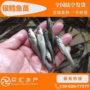 銀魚苗出口市場的競爭分析：銀魚苗出口市場的競爭分析涉及多個方面涉及多個方面 其他寵物