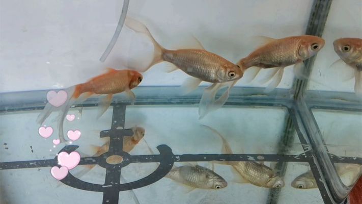 新魚入缸過水的最佳實(shí)踐：新魚入缸后如何觀察狀態(tài)，魚缸生態(tài)平衡的維護(hù)技巧 其他寵物 第1張