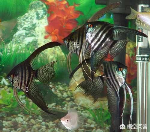 新魚入缸過水的最佳實(shí)踐：新魚入缸后如何觀察狀態(tài)，魚缸生態(tài)平衡的維護(hù)技巧 其他寵物 第5張