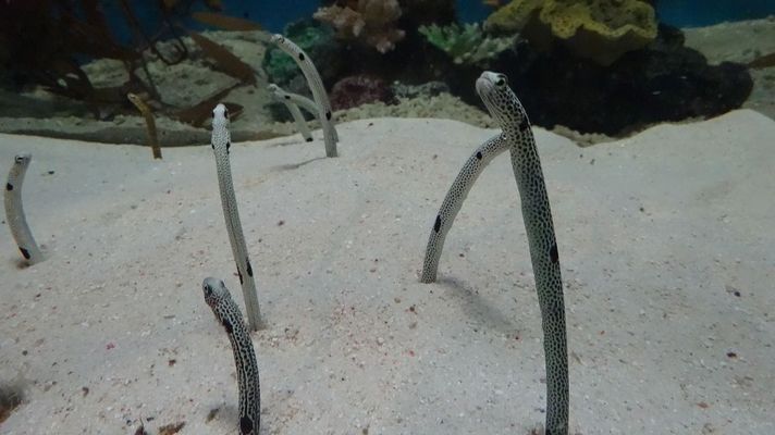 銀古魚苗藥浴后如何護(hù)理：銀古魚苗藥浴后多久換水 其他寵物 第1張