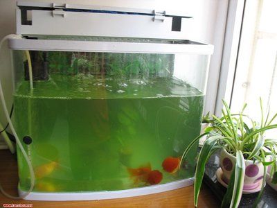 水族箱水質(zhì)維護(hù)方法：水族箱水質(zhì)維護(hù)是確保水生生物健康和水族箱美觀的關(guān)鍵 其他寵物 第1張