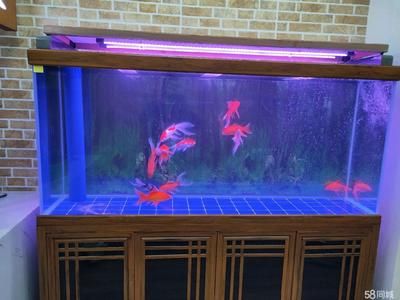 水族箱水質(zhì)維護(hù)方法：水族箱水質(zhì)維護(hù)是確保水生生物健康和水族箱美觀的關(guān)鍵 其他寵物 第2張