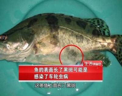 石斑魚疾病早期診斷方法：石斑魚疾病早期診斷方法介紹 其他寵物 第2張