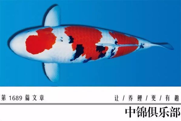 龍魚突然不愛游動了怎么回事：當(dāng)發(fā)現(xiàn)龍魚突然停止游動時，可能是由多種原因引起的 水族問答 第2張