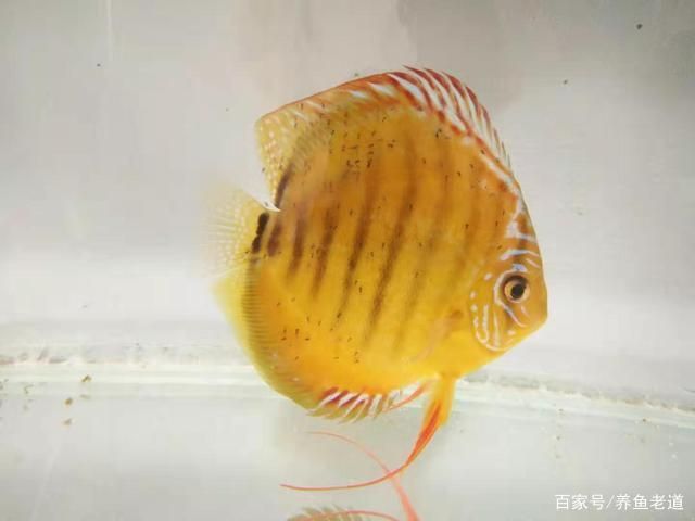 觀賞魚苗換水最佳時(shí)機(jī)選擇：觀賞魚苗換水操作步驟詳解