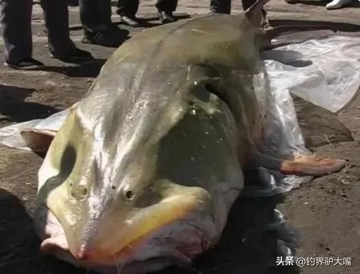 象鼻魚電場感知與視覺對比：象鼻魚電場感知對捕食策略的影響 其他寵物 第3張