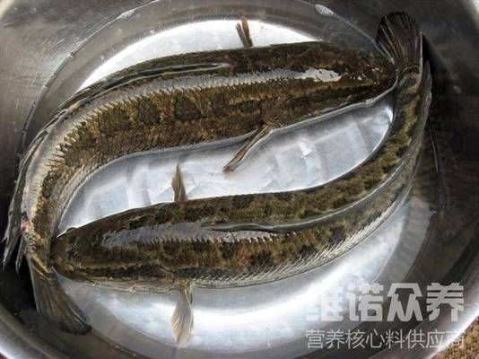 黑桃A魚飼料自制方法：自制黑桃a魚飼料添加劑選擇黑桃a魚飼料成本效益分析 其他寵物 第3張