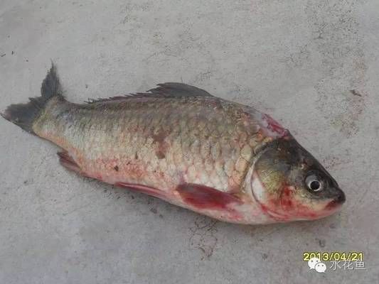 龍魚突然不吃泥鰍了怎么辦：如果龍魚突然不吃泥鰍了，我們應(yīng)該怎么處理？ 水族問答 第1張