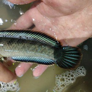 海象魚(yú)繁殖期飼料自制方法：海象魚(yú)繁殖期飼料添加劑選擇海象魚(yú)繁殖期飼料保存技巧 其他寵物 第3張