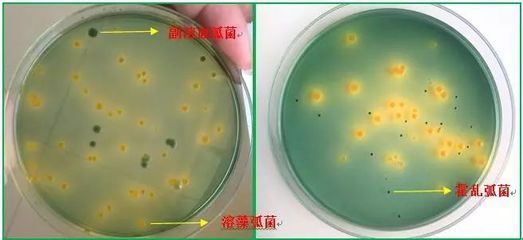 如何檢測養(yǎng)殖水體中的霍亂弧菌：養(yǎng)殖水體中的霍亂弧菌（v.cholerae） 其他寵物 第2張