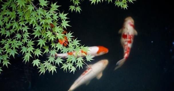 紅白錦鯉幼魚(yú)常見(jiàn)疾病預(yù)防：紅白錦鯉幼魚(yú)常見(jiàn)疾病的預(yù)防 其他寵物 第5張