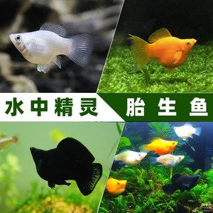 海象魚品種的市場價格對比：亞馬遜河海象魚市場價格排名和價格波動規(guī)律 其他寵物 第5張