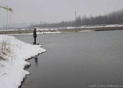 雪天釣鯽魚最佳時段：雪天釣鯽魚的最佳時段主要集中在以下幾個方面 其他寵物 第1張