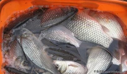 雪天釣鯽魚最佳時段：雪天釣鯽魚的最佳時段主要集中在以下幾個方面 其他寵物 第2張