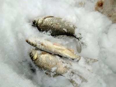 雪天釣鯽魚最佳時段：雪天釣鯽魚的最佳時段主要集中在以下幾個方面 其他寵物 第5張