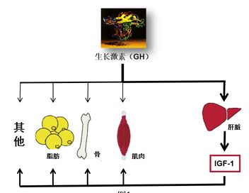 幼魚滲透壓調節(jié)的具體過程：幼魚滲透壓調節(jié)機制至關重要 其他寵物 第3張