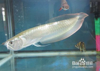 龍魚突然不游動怎么回事兒：為什么我家龍魚突然間停止了游動？ 水族問答 第2張