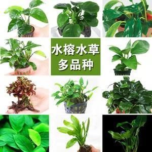 水榕種植注意事項(xiàng)：水榕種植需要注意以下幾點(diǎn)，可以確保水榕健康地生長(zhǎng) 其他寵物 第5張