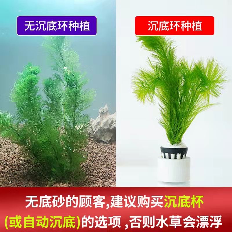 水榕種植注意事項(xiàng)：水榕種植需要注意以下幾點(diǎn)，可以確保水榕健康地生長(zhǎng) 其他寵物 第4張