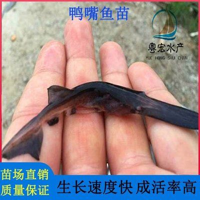 鴨嘴魚最佳生長水溫如何控制：鴨嘴魚的最佳生長水溫在18-28攝氏度之間 其他寵物 第4張