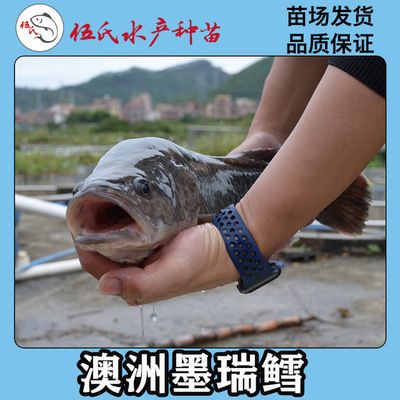 廣東伍氏水產(chǎn)飼料價格對比：伍氏水產(chǎn)飼料成分分析 其他寵物 第1張