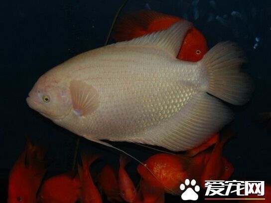 招財魚繁殖環(huán)境優(yōu)化技巧：招財魚的繁殖環(huán)境優(yōu)化技巧， 其他寵物 第6張