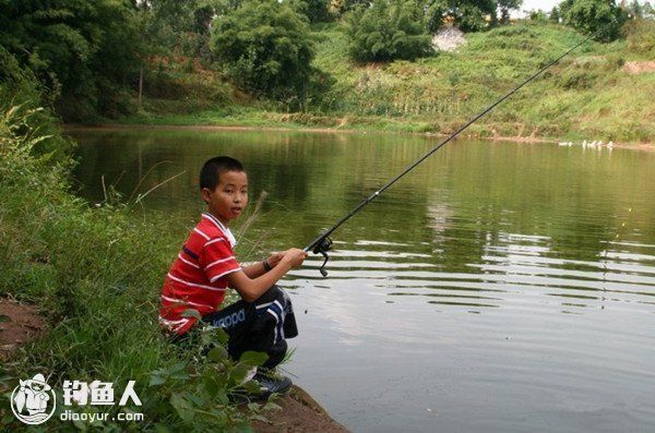 七紋巨鯉魚飼料自制方法：七紋巨鯉飼料的自制方法 其他寵物 第2張