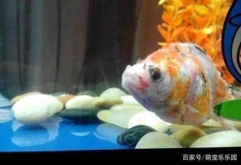 如何正確進行飛鳳魚藥?。猴w鳳魚藥浴后如何護理 其他寵物 第2張