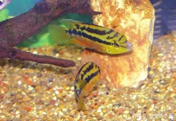 象鼻魚繁殖水溫控制方法：象鼻魚繁殖期飼料選擇，象鼻魚繁殖缸布置指南