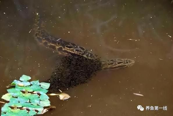 魚類繁殖管理的最佳實(shí)踐：魚類繁殖管理最優(yōu)實(shí)踐 其他寵物 第3張