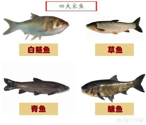 魚類繁殖管理的最佳實(shí)踐：魚類繁殖管理最優(yōu)實(shí)踐 其他寵物 第2張