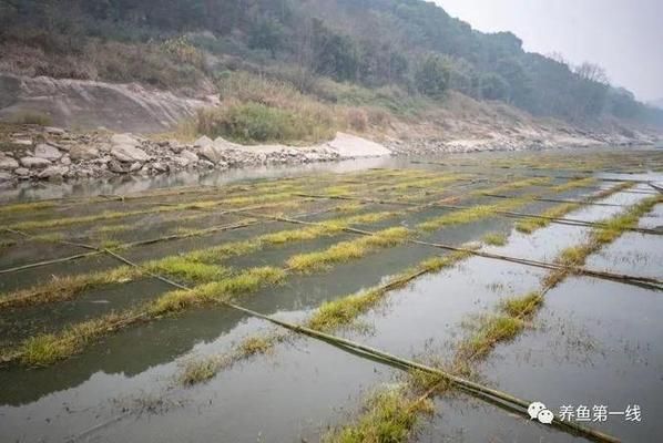 魚類繁殖管理的最佳實(shí)踐：魚類繁殖管理最優(yōu)實(shí)踐 其他寵物 第5張