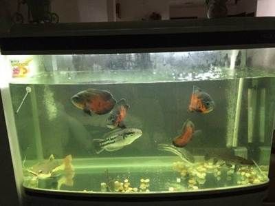 招財貓魚苗生長階段飼料選擇：招財貓魚苗在生長的不同階段對飼料的需求也會有所不同 其他寵物 第2張