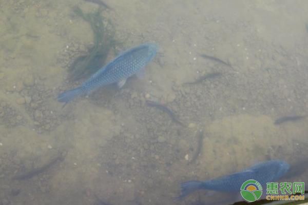 龍魚(yú)突然厭食怎么辦：龍魚(yú)突然厭食可能是由多種因素引起的 水族問(wèn)答 第1張