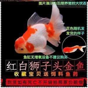 泰龐海鰱魚繁殖期環(huán)境調(diào)控：泰龐海鰱魚的繁殖期環(huán)境調(diào)控 其他寵物 第3張