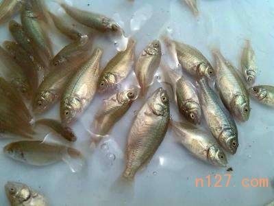 鴨嘴魚飼料配比技巧：鴨嘴魚飼料配比技巧摘要：鴨嘴魚是一類特殊的淡水魚類 其他寵物 第5張