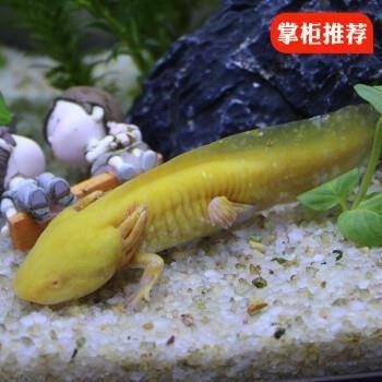 養(yǎng)六角恐龍魚可以放石頭嗎：飼養(yǎng)六角恐龍魚時(shí)是否適宜放置石頭 其他寵物 第3張