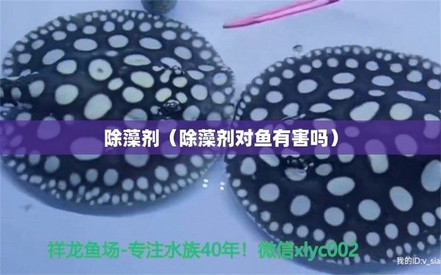 水族箱除藻劑的副作用：水族箱除藻劑使用指南 其他寵物 第2張