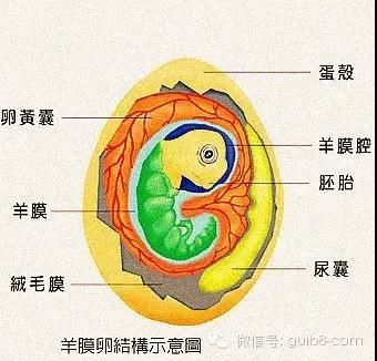 卵黃囊在孵化中的作用：人類卵黃囊在孵化過程中主要起到提供營養(yǎng)和水分的作用 其他寵物 第2張