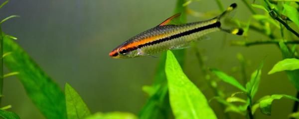 一眉道人魚食物選擇標準：一眉道人魚喂食時間安排，一眉道人魚飼料品牌推薦 其他寵物 第4張