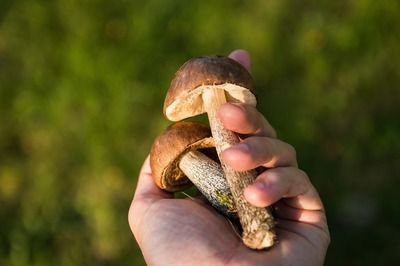 黑影道人魚食物選擇指南：黑影道人魚的繁殖方式, 其他寵物 第1張