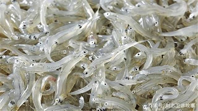 銀魚苗孵化技術要點解析：銀魚苗孵化技術要點 其他寵物 第5張