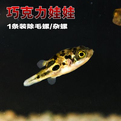 一眉道人魚(yú)繁殖箱布置指南：一眉道人魚(yú)的繁殖箱布置指南 其他寵物 第3張