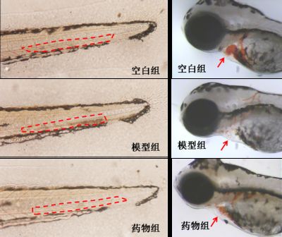 如何判斷魚(yú)苗內(nèi)部器官健康：如何判斷魚(yú)苗健康 其他寵物 第4張