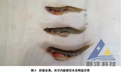 如何判斷魚(yú)苗內(nèi)部器官健康：如何判斷魚(yú)苗健康 其他寵物 第3張