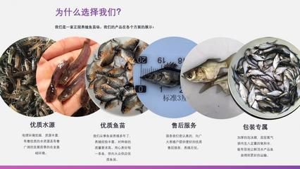 蝴蝶鯉魚苗飼料營養(yǎng)成分分析：蝴蝶鯉的飼料選擇 其他寵物 第2張