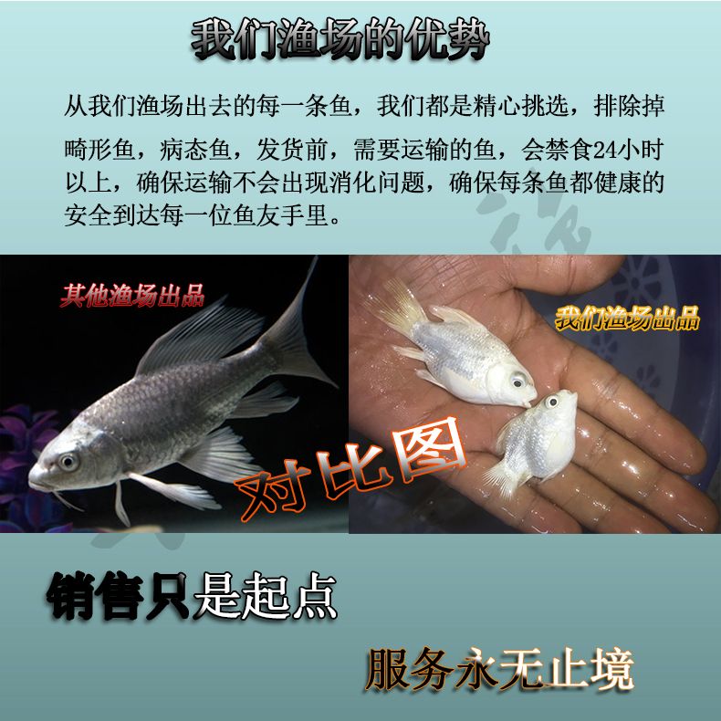 蝴蝶鯉魚苗飼料營養(yǎng)成分分析：蝴蝶鯉的飼料選擇 其他寵物 第5張