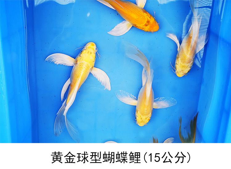 蝴蝶鯉魚苗飼料營養(yǎng)成分分析：蝴蝶鯉的飼料選擇 其他寵物 第4張