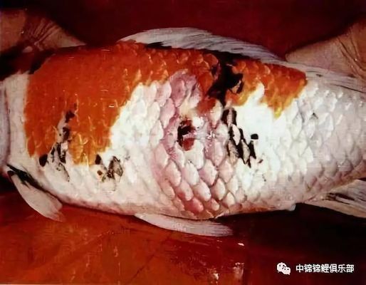 如何預防三色錦鯉魚的常見疾?。喝\鯉魚的飼養(yǎng)密度是多少如何預防三色錦鯉魚的常見疾病 其他寵物 第4張